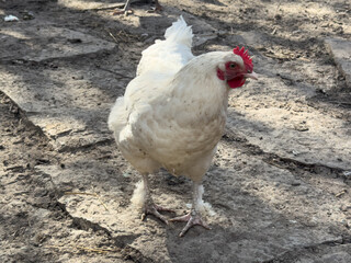 chicken outdoors. Krkpny plan of chicken