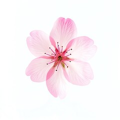 Fototapeta premium Delicate Pink Blossom, a Stunning Close-Up View of Natures Beauty, Soft Petals Unfolding