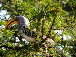 Close-Up of Hornbill Bird Perched on Tree with Vibrant Blue Sky