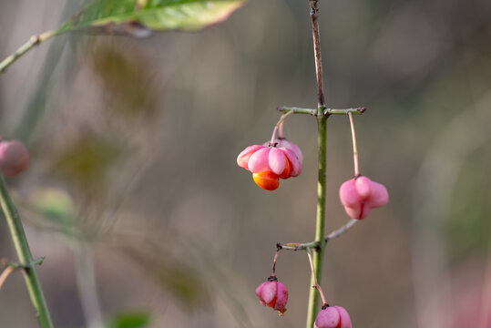 The fruits of a Spindle Tree, growing in the wild and in the deep forest. Blurred background