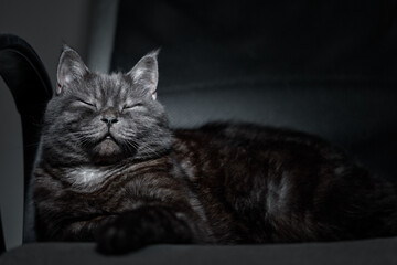 Majestic Dark-Furred Cat Relaxing on a Chair in Dim Lighting
