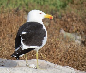 Lone Kelp gull Posing in Natural Habitat