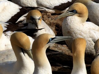 Photograph showcasing Northern Gannets with distinctive blue eyes and white plumage. Depicts their...