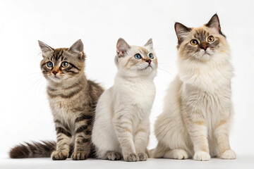 Fototapeta premium Adorable Kitten on White Background 