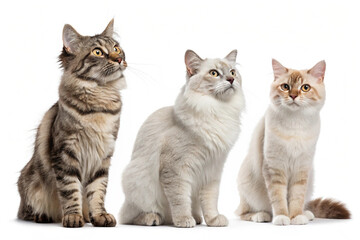 Obraz premium Fluffy Cat with White Background 