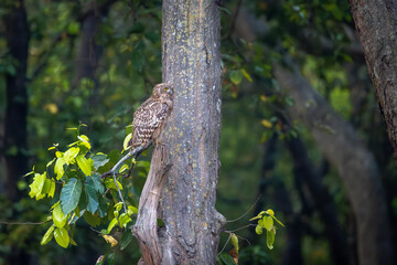 Brown-fish owl