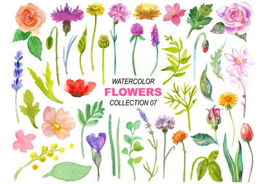 Watercolor painted collection of flowers. Hand drawn flower design elements isolated on white background.