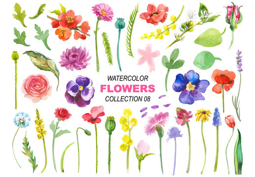 Watercolor painted collection of flowers. Hand drawn flower design elements isolated on white background.