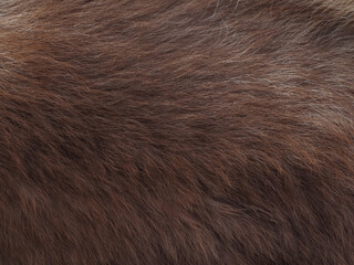 Siberian Husky fur texture close up for pet background.