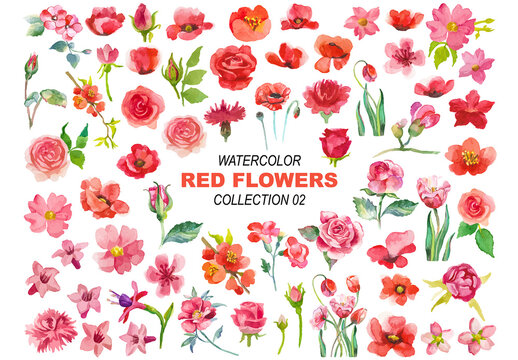 Vector watercolor painted red flowers clipart Hand drawn elements isolated on white background