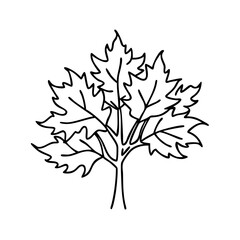 maple tree icon, maple tree line art - simple line art of maple tree, perfect for maple tree logos and icons