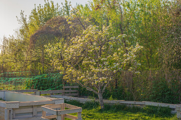 The tree blooms with white flowers in the garden. The pear tree blooms in spring.