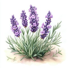 Obraz premium A beautifully illustrated lavender plant featuring clusters of purple flowers and green leaves, showcasing its delicate beauty.