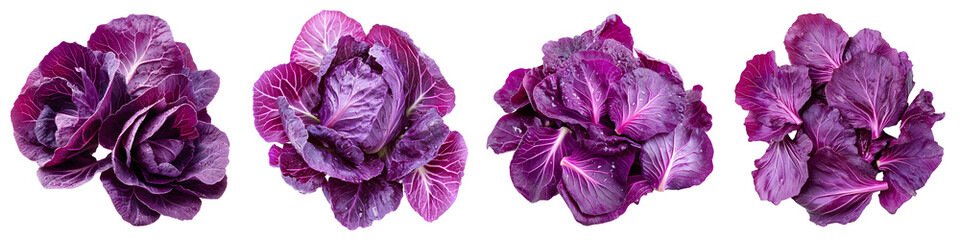 Obraz premium Fresh purple cabbage with water droplets isolated on transparent background