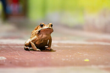 Asian black spined toad, Duttaphrynus melanostictus, invasive amphibian reptile, yellow brown...