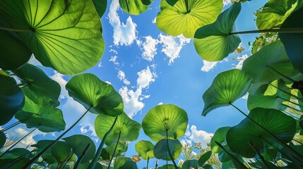 Vivid Serenity in a Lotus and Sky Composition