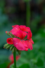 Fototapeta premium A vibrant cluster of red geranium flowers in full bloom stands out beautifully against the blurred green background. Their vivid petals and delicate form add a splash of color to the garden.