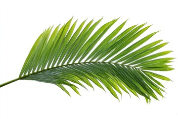 Obraz premium Palm Frond Green Leaf Plant