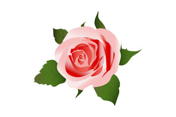 Pink rose illustration with Patel’s, leaf. Hand drawn vector, Icons, Logo, wallpaper.