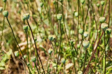 Poppy capsules in a field in the Rheingau