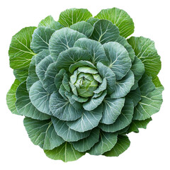 Vibrant Green Cabbage Fresh Vegetable Organic Produce Detailed Macro Shot Healthy Food