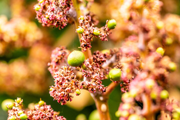 Mangifera indica pertenece a la familia Anacardiaceae.