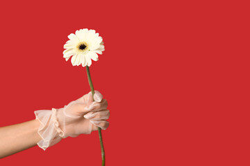Female hand in laced glove holding beautiful white gerbera flower on red background