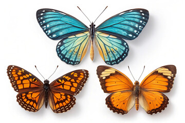 Obraz premium Elegant Butterfly on Plain White Surface 