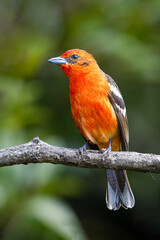 The flame-colored tanager, Piranga bidentata known as the stripe-backed tanager