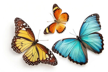 Fototapeta premium High Quality Butterfly Photo White Background 