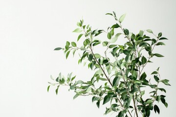 Greenery on a plain backdrop