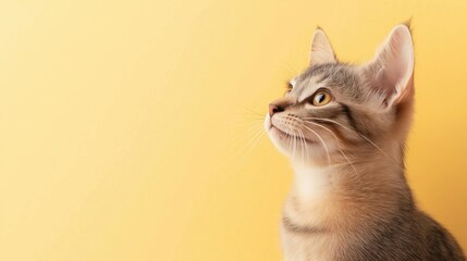 Close-up portrait of a cat. the cat is facing towards the right side of the image, with its head tilted upwards and its eyes looking upwards.
