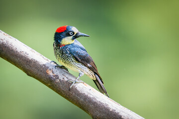 The acorn woodpecker, Melanerpes formicivorus is a medium-sized woodpecker