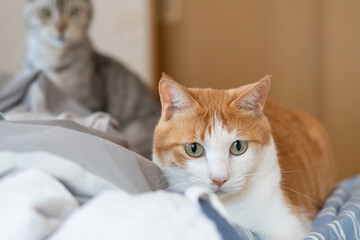 気になって見つめる猫　茶トラ白