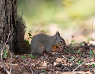 木の実を食べる可愛いニホンリス