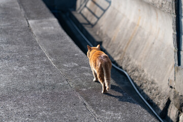 道端を歩く可愛い猫