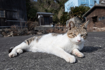 寝そべってくつろぐ可愛い野良猫　キジトラ白