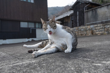 寝そべってくつろぐ可愛い野良猫　キジトラ白