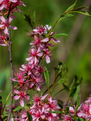 Delicate Pink Flowers of Dwarf Russian Almond (Prunus tenella) in Spring, United States