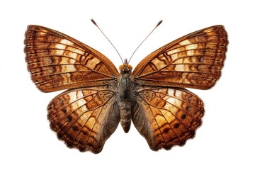 Obraz premium Brown Butterfly with Detailed Wing Pattern