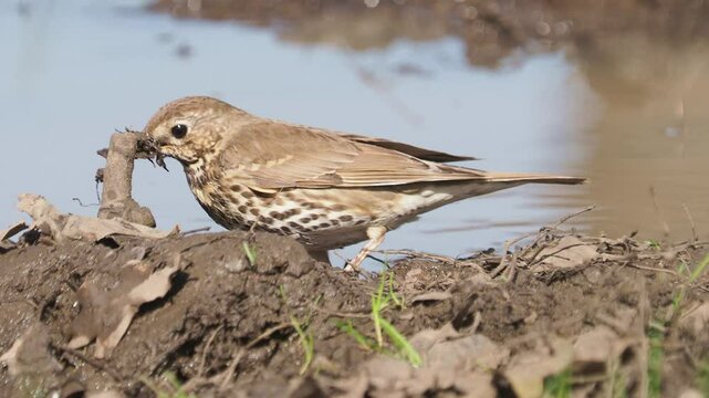 Song thrush bird gather nesting materials, Turdus philomelos