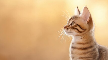 Close-up of a cat's face. the cat appears to be a tabby with brown and black stripes on its body. its eyes are wide and alert, and its ears are perked up, as if it is looking up at something.