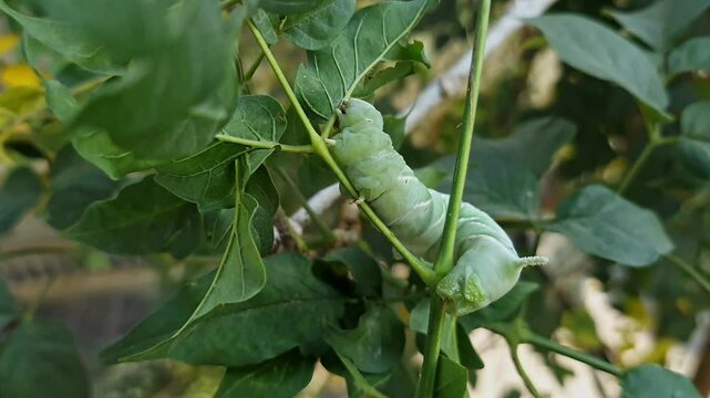 A macro closeup of Tobacco Hornworm or Manduca sexta crawling amidst leaves