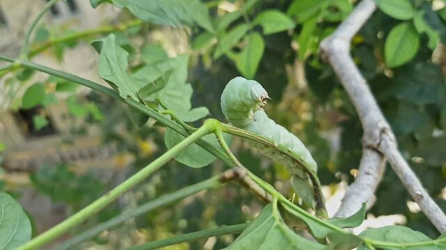 A macro closeup of Tobacco Hornworm or Manduca sexta crawling amidst leaves