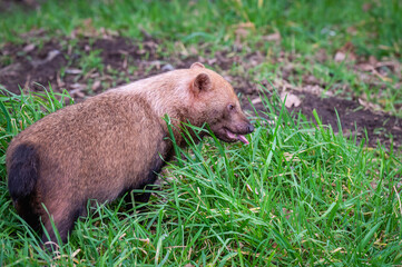 Adult Bush Dog Standing on Grass