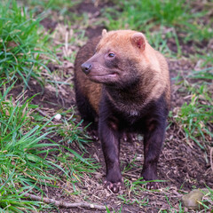 Adult Bush Dog Standing on Grass