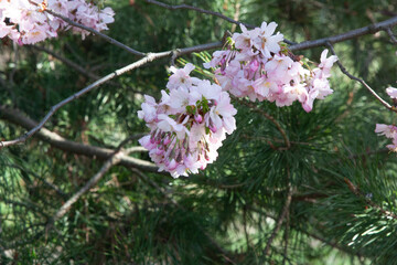 Cherry blossoms. Delicate pink flowers on a dark fir background. The luxuriantly blooming branches of the tree. Spring blooming fresh pink wallpaper background