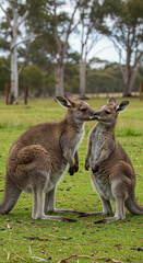 Fototapeta premium Kangaroos Touching Noses in Grassy Field Wildlife Scene
