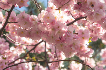 Sakura. Delicate pink airy flowers with large inflorescences on small neat twigs against a bright blue background. The cherry blossoms have soft, pastel colors. Natural background