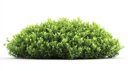 Fototapeta premium Lush Green Bush Spring Foliage Natural Plant Garden Shrubbery Detailed 3D Render Isolated White Background Perfect for Landscaping Design Projects and